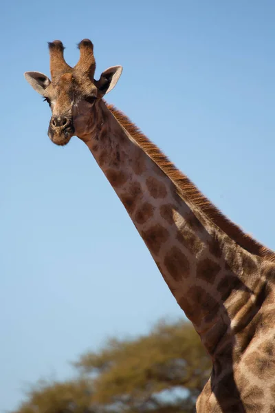 Sud Africa Capo Giraffa Giraffa Camelopardalis Passeggiando Attraverso Paesaggio Della — Foto Stock