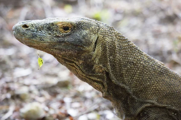 Primer Plano Disparo Dragón Komodo Hábitat Natural — Foto de Stock