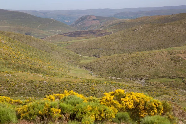Sarı çalılı resimli dağlar.