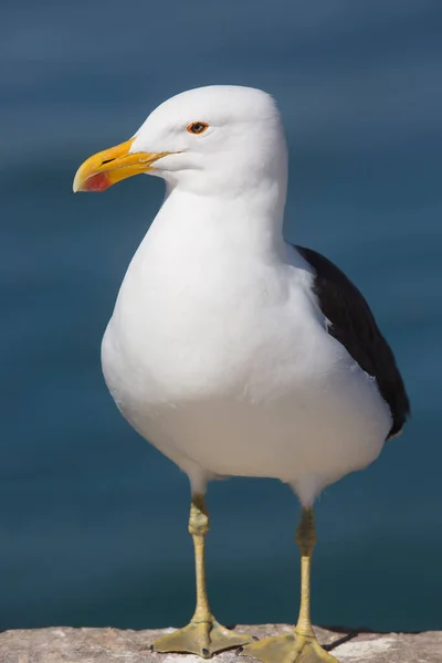 Mewa Przylądkowa Lub Wodna Larus Dominicanus Stojąca Skale — Zdjęcie stockowe