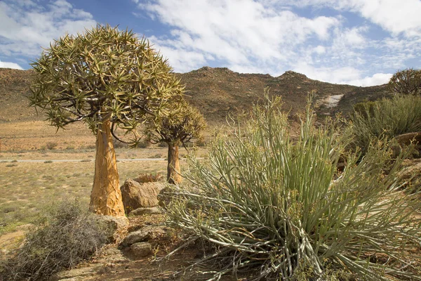 Titrek ağaçlar veya Kokerboom ormanı, Aloidendron ikilemi, Karoo bölgesinin tipik ıssız kayalık çöl manzarası ve Nothe Cape