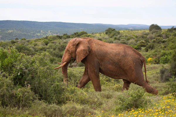 Solitary African Savanna Elephant Grazing Open Plains Grassfields — Stock Photo, Image