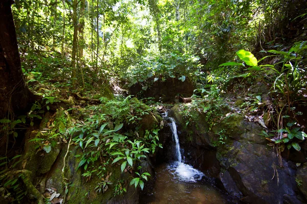 Пишна Тропічна Зелень Лісі Джунглів — стокове фото