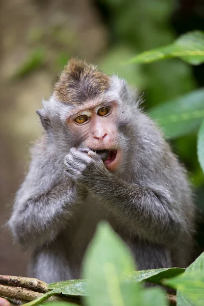 Comer Cangrejo Macaco Cola Larga Macaca Fascicularis Relajado Observando Zona — Foto de Stock