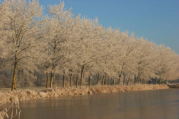 Beau Paysage Avec Des Arbres Forêt Givrés — Photo