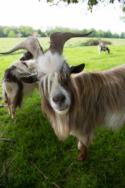 Een Jonge Geit Eet Een Groen Gras — Stockfoto