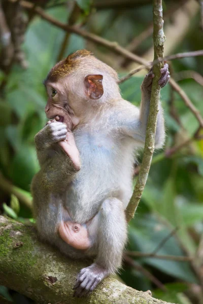 Comer Cangrejo Macaco Cola Larga Macaca Fascicularis Relajado Observando Zona — Foto de Stock