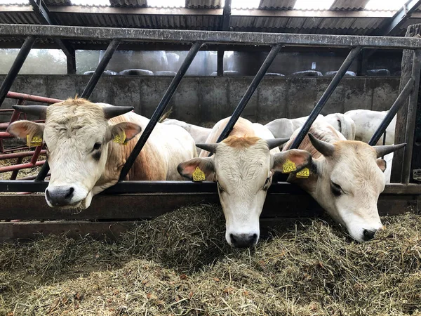 Çiftlikteki ineklerin manzarasını kapat.