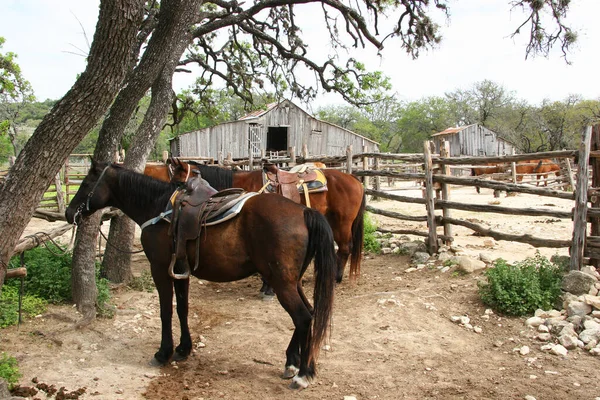 Horses Farm — Stock Photo, Image