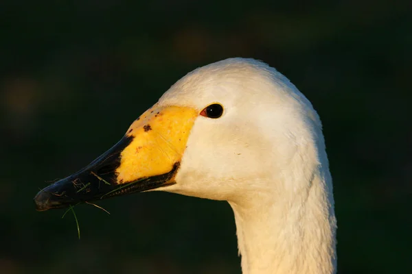 Witte Zwaan Het Meer — Stockfoto