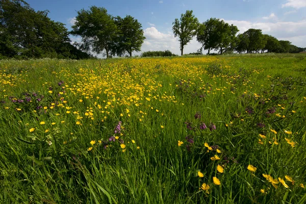 Çiçeklerle dolu güzel yeşil yaz