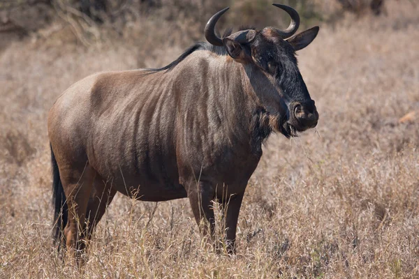 Gnu Solitario Blu Gnu Brindled Connochaetes Taurinus — Foto Stock