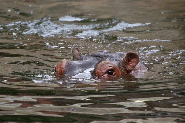 Suda büyük bir su aygırı.