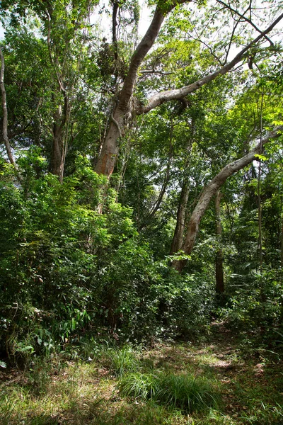 Güzel tropikal orman, orman yeşilliği