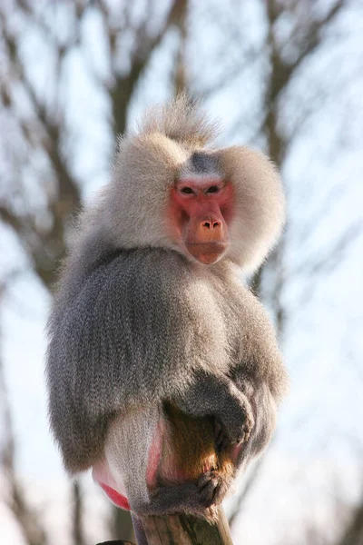 Gros Plan Sur Macaque Japonais Hiver — Photo