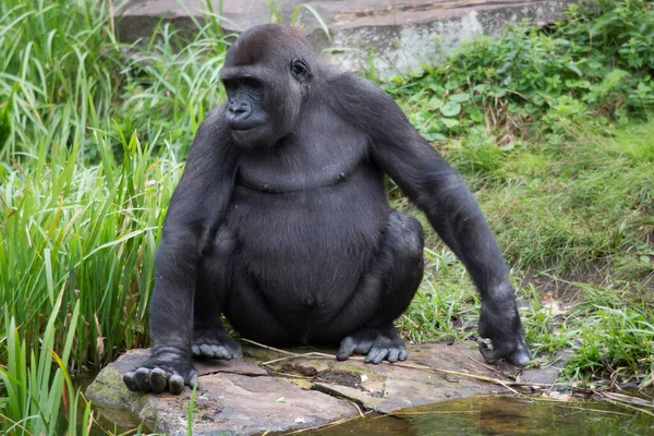 Gorilla Zoo — Stockfoto