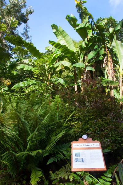 Piękny Widok Scenę Botaniczną — Zdjęcie stockowe