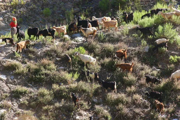 Dağlarda keçi sürüsü