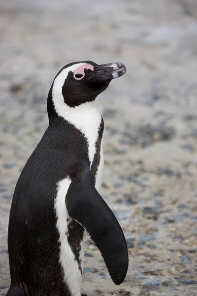 Nahaufnahme Von Niedlichen Pinguin — Stockfoto