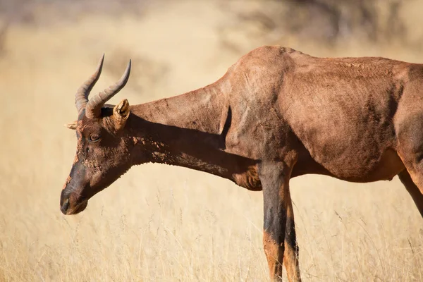 Tsessebe Sassaby Común Damaliscus Lunatus Subespecie Lunatus Pastoreo Pastizales Secos —  Fotos de Stock