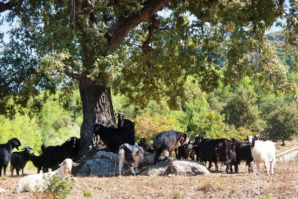 Chèvres Dans Pâturage — Photo