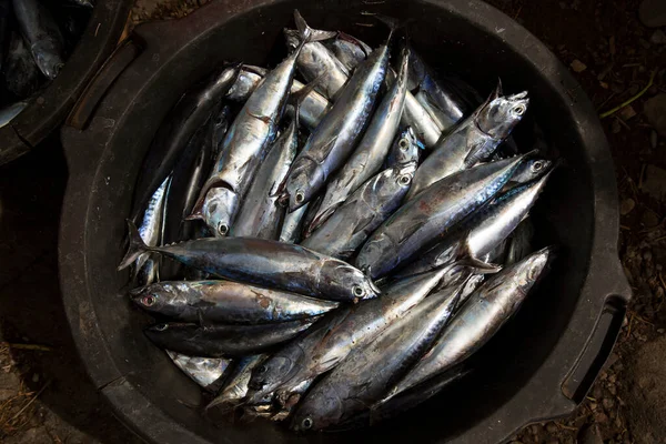 Kovalar dolusu taze balık satılığa çıktı ve açık havada ana caddenin yakınında sergilendi.