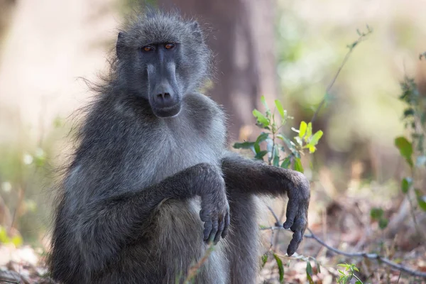 Κοντινή Φωτογραφία Του Cape Baboon — Φωτογραφία Αρχείου