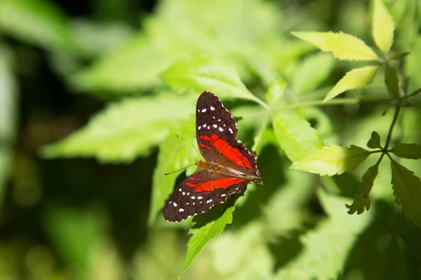 Close Shot Butterfly Sitting Green Foliage — Stock Photo, Image