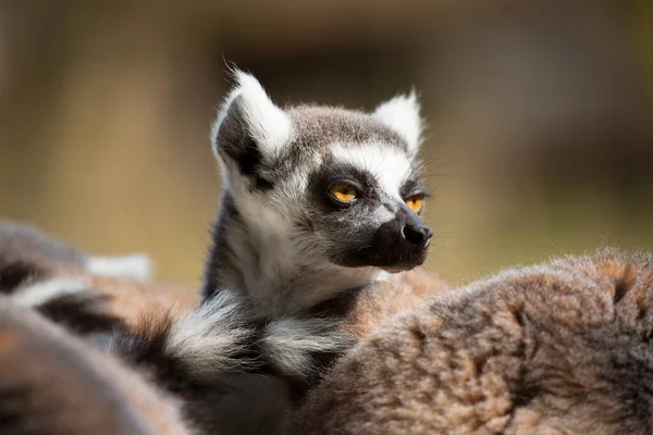 Vista Del Anillo Cola Lemur Catta — Foto de Stock