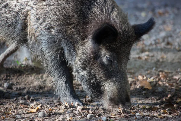 Javali Selvagem Suíno Sus Scrofa Procura Comida Lama — Fotografia de Stock