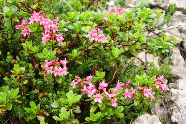 Güzel kır çiçekleri manzarası