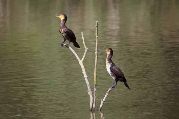 Aves Silvestres Junto Lago Luz Del Sol —  Fotos de Stock