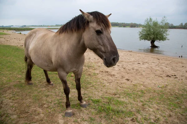 Een Paard Het Veld — Stockfoto