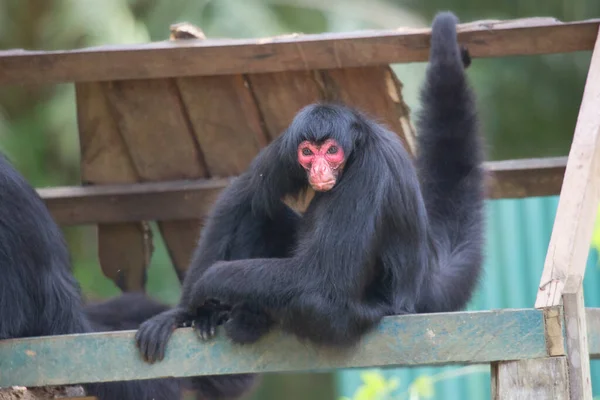 Macaco Bonito Com Rosto Vermelho Sentado Cerca — Fotografia de Stock