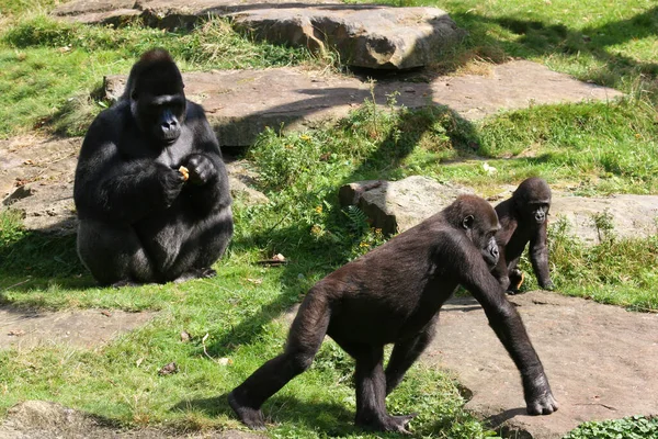 動物園のかわいいゴリラ — ストック写真