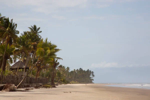 Palmiye ağaçları olan güzel tropikal plaj