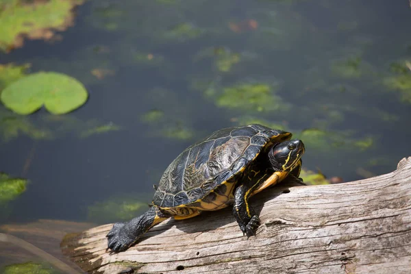 Tartaruga Sul Fiume — Foto Stock