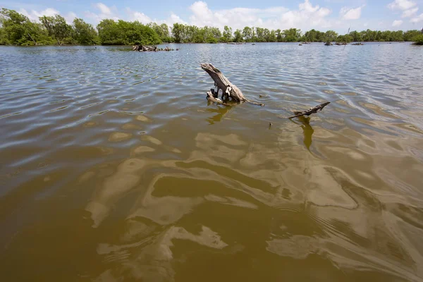 Alçakta uzanan orman, ölü ağaçlar ve kütüklerle sonuçlanır.