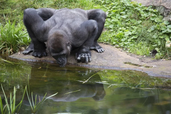 Siyah bir gorilin yakın plan fotoğrafı.