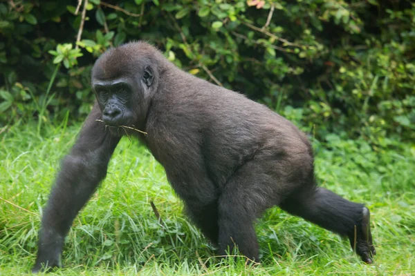 Gorilla Zoo Natürlicher Lebensraum — Stockfoto