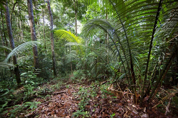 Exuberante Vegetación Tropical Selva —  Fotos de Stock