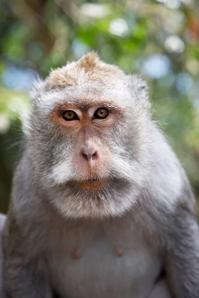 Καβουροφάγος Μακρύουρος Μακάκος Macaca Fascicularis Χαλαρός Παρατηρώντας Την Περιοχή — Φωτογραφία Αρχείου