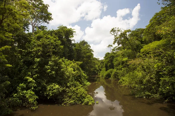 Belle Vue Sur Forêt Tropicale Verte — Photo