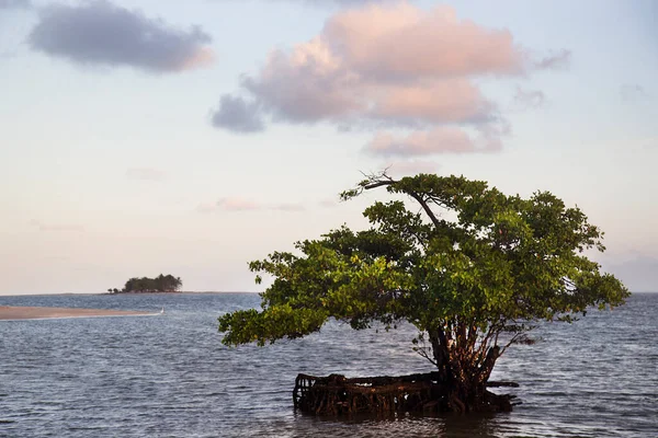 Yeşillikli güzel tropikal sahil manzarası