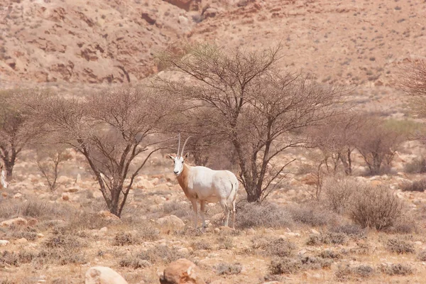 Stado Scymitarnych Rogatych Oryksów Oryx Dammah Przechadzające Się Korytem Zastraszających — Zdjęcie stockowe