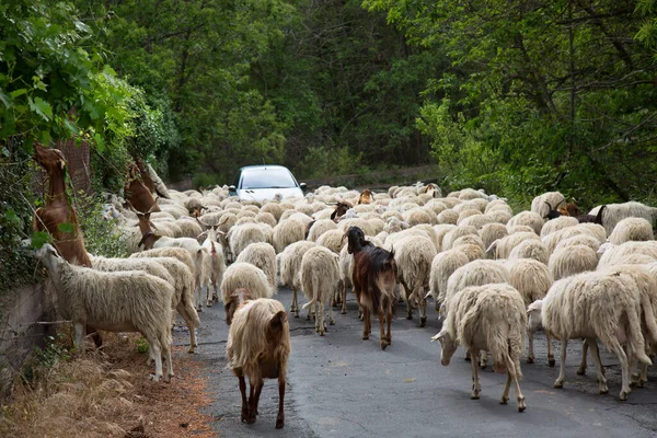 Yolda yürüyen koyun ve keçi sürüsü