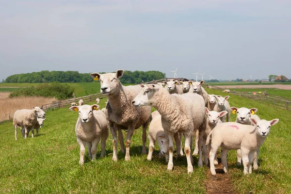 Får Ängen — Stockfoto