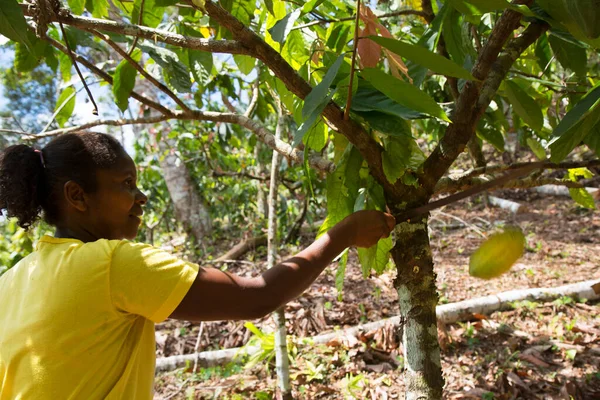 Kakao tohumu toplayan kadın, seyahat çekimi.
