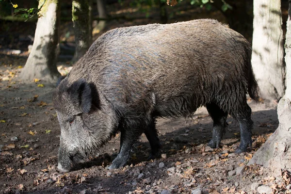 Javali Selvagem Suíno Sus Scrofa Procura Comida Lama — Fotografia de Stock