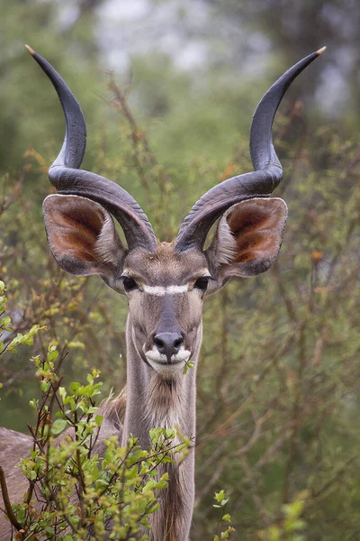 Erkek ya da boğa daha büyük kudu Tragelaphus strepsiceros 'un çalıların arasında duruşu.